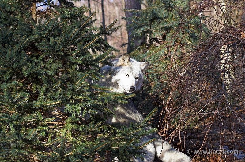 Arctic Wolf 016
